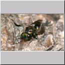 Chalcididae - Erzwespe 03c 3-4mm.jpg